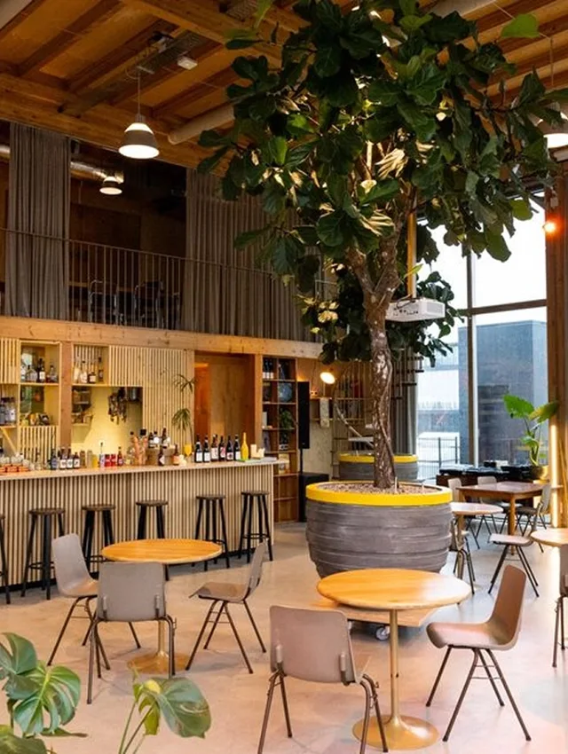 Yellow House bar with a large indoor tree and wooden ceiling